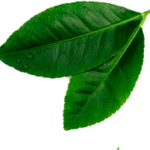 leave__0002_Layer-4.png leave__0002_Layer-4.png