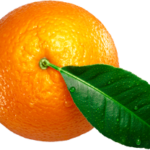 orange__0003_Layer-5.png orange__0003_Layer-5.png